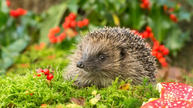 Hedgehog Sightings Increasing in the UK After Years of Decline