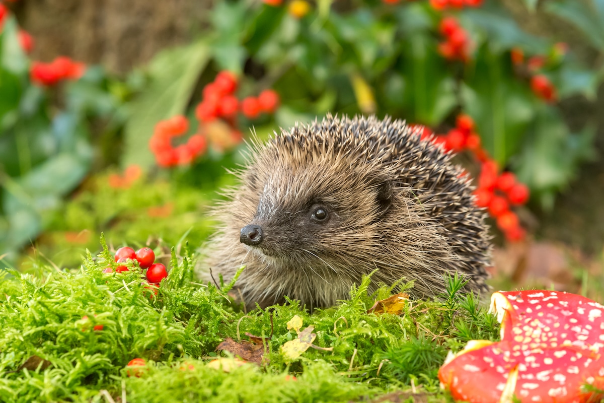 A wild hedgehog in the UK