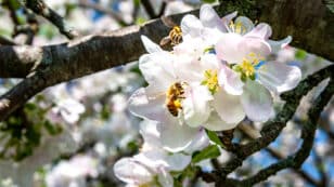 Grocery Chains to Ban Use of Neonics by Suppliers, in Move to Protect Pollinators