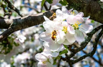 Grocery Chains to Ban Use of Neonics by Suppliers, in Move to Protect Pollinators