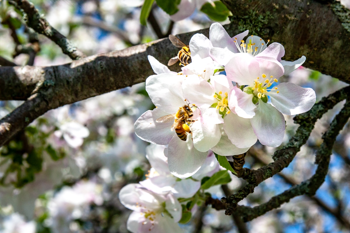 Honeybees pollinating the flowers of an apple tree