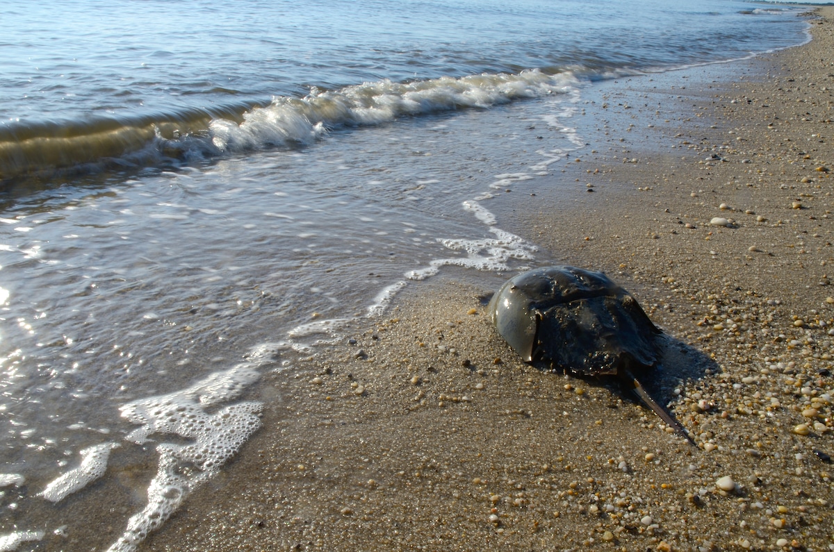 A horseshoe crab on a beach in Delaware