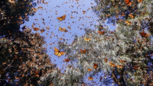 Monarch Butterflies Wintering in Mexico Drop to Second-Lowest Level Ever Recorded