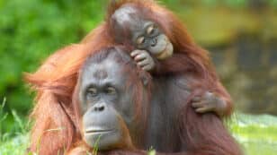 ‘A Moral Imperative’: Scientists Say We Must Change Conservation Strategies to Save Endangered Great Apes