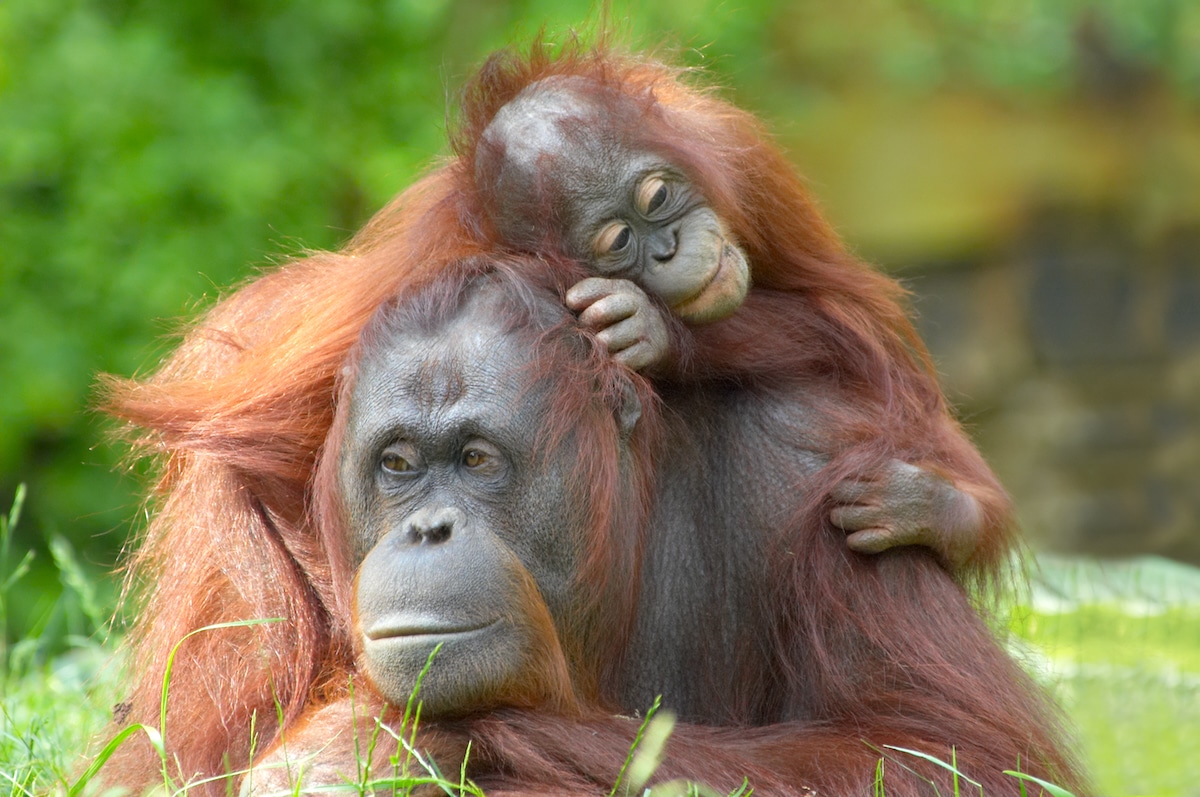 A mother orangutan with her baby in Indonesia
