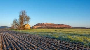 Potassium Depletion in Soil Threatens Global Food Security, Scientists Warn