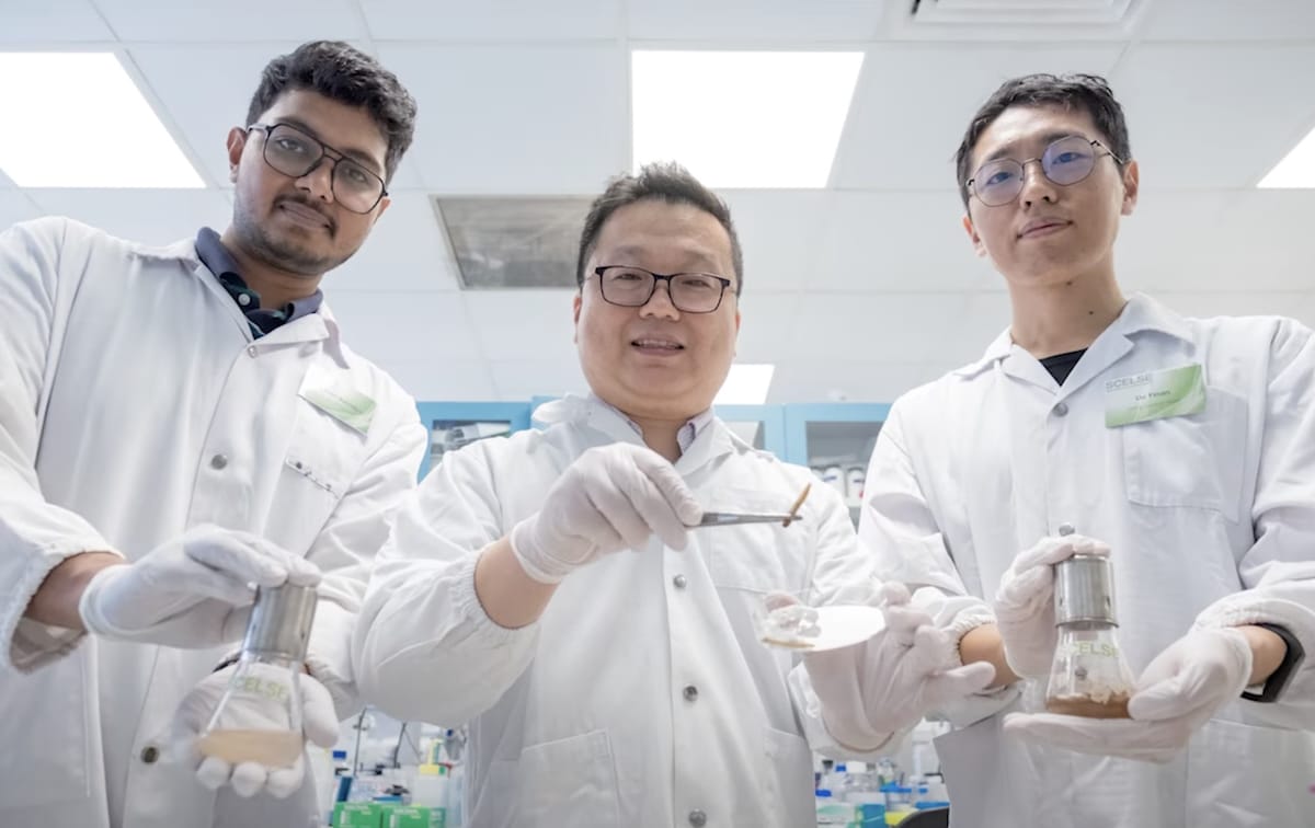 The three scientists from the Nanyang Technological University School of Civil and Environmental Engineering who discovered bacteria in the guts of Zophobas atratus worms that can help break down plastics