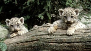 Snow Leopard Population in India Surveyed for the First Time