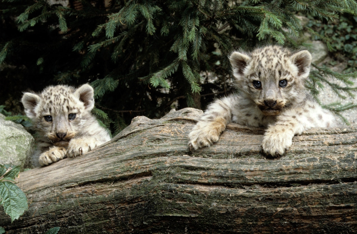 Two young snow leopards resting on a log in India