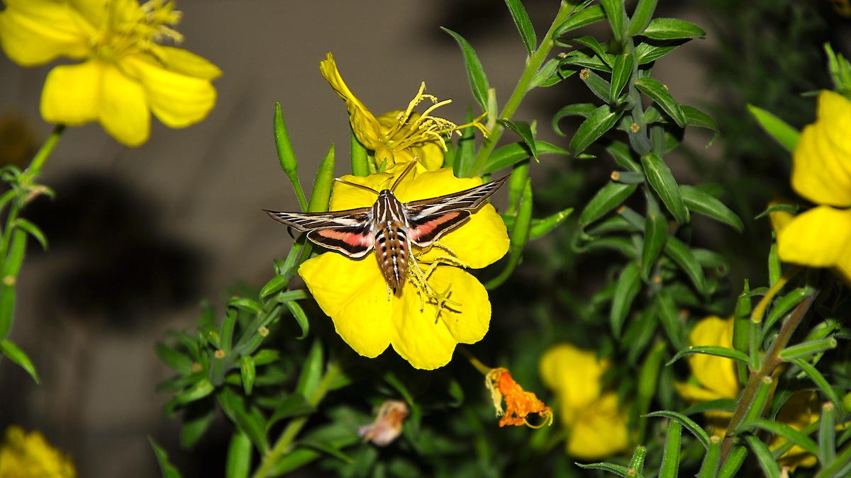 A white-lined sphinx moth on an evening primrose flower in Salt Lake County, Utah. These pollinators, also known as hummingbird moths, could not find the flowers in a study involving air pollution