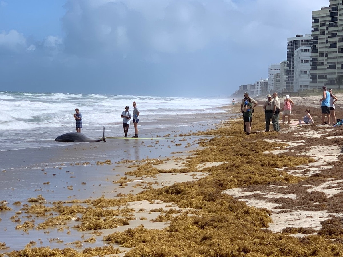 People observe a stranded whale on a Florida beach. Researchers at Florida Atlantic University's Marine Wildlife Veterinary Medicine & Research Program describe a current project as “relating anthropogenic contaminants to pathology in stranded cetaceans in the southeastern United States.”