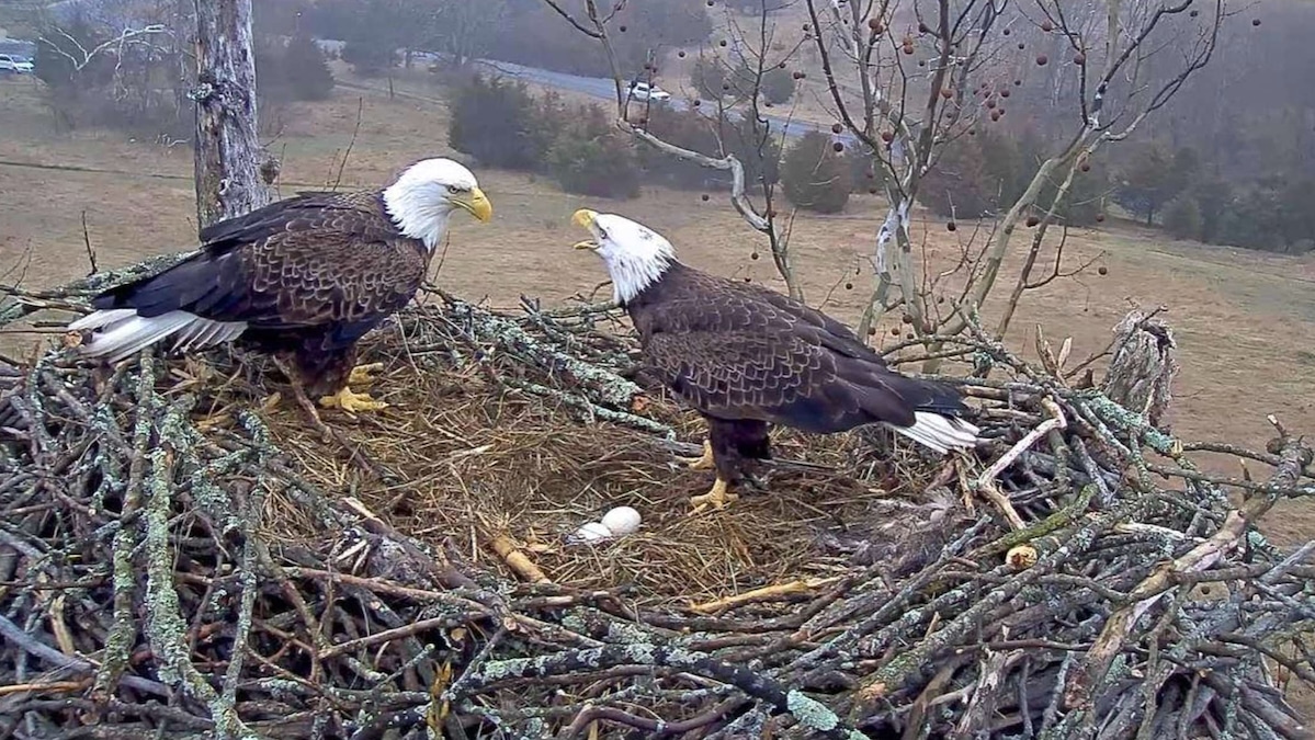 Bald eagles with eggs at their nest at the National Conservation Training Center in West Virginia
