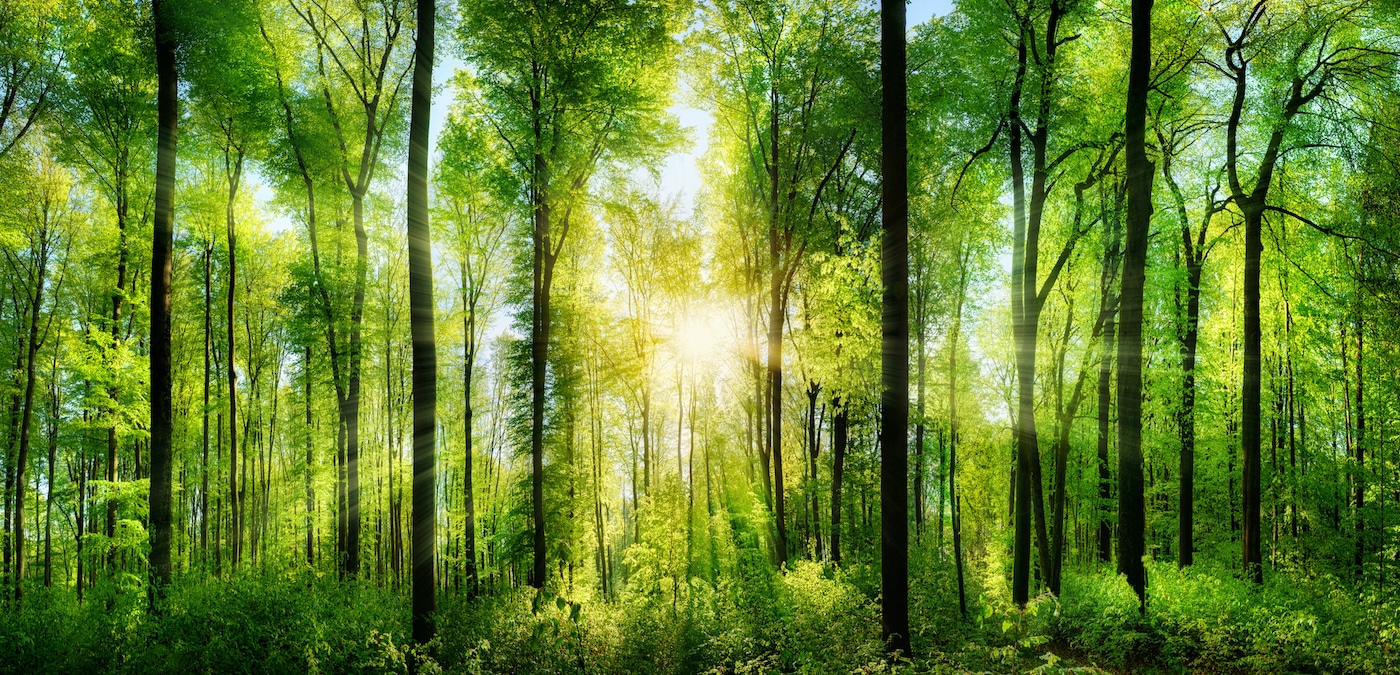 A panoramic view of a European beech tree forest in Germany, under bright sun rays