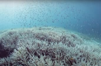‘An Underwater Bushfire’: Major Coral Bleaching Event in Northern Parts of Australia’s Great Barrier Reef