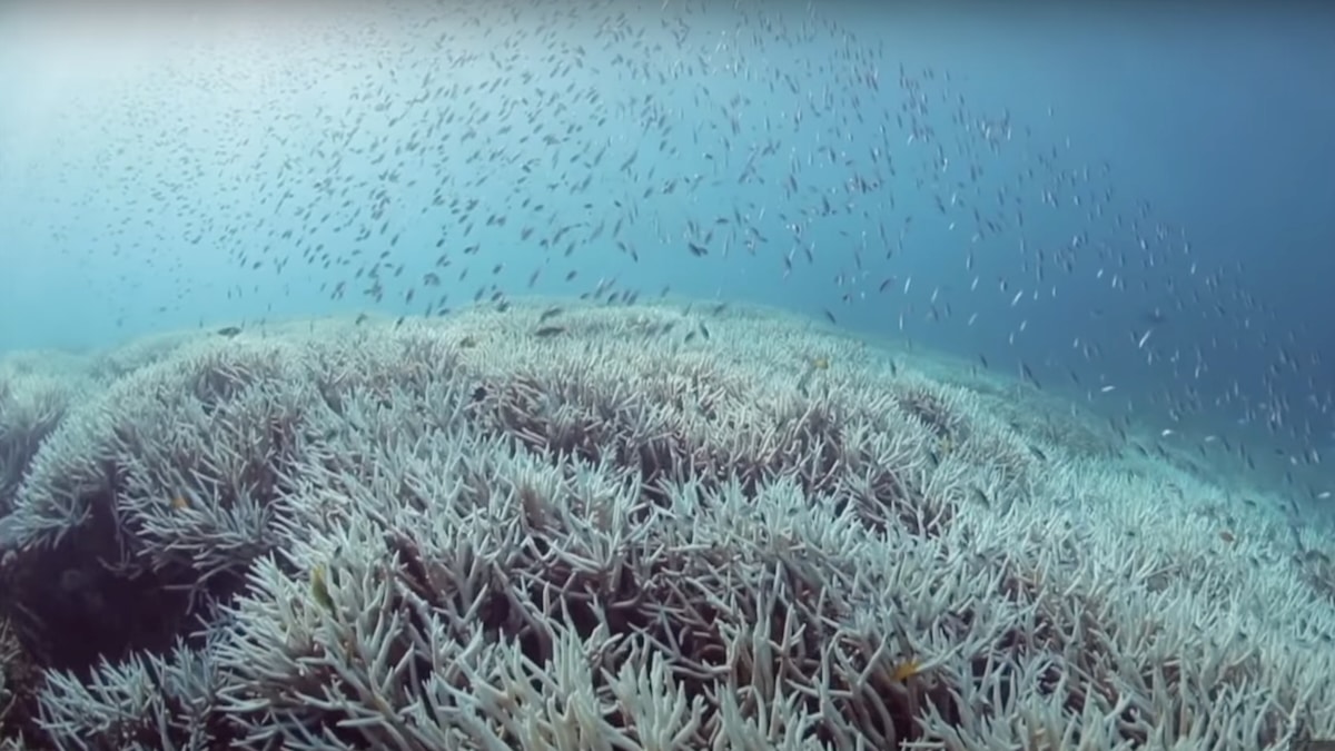 A school of fish swim above bleached coral in the Great Barrier Reef