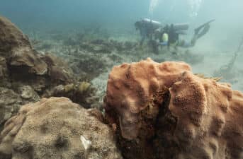 Playing Healthy Reef Sounds Underwater Could Help Save Corals, Study Finds