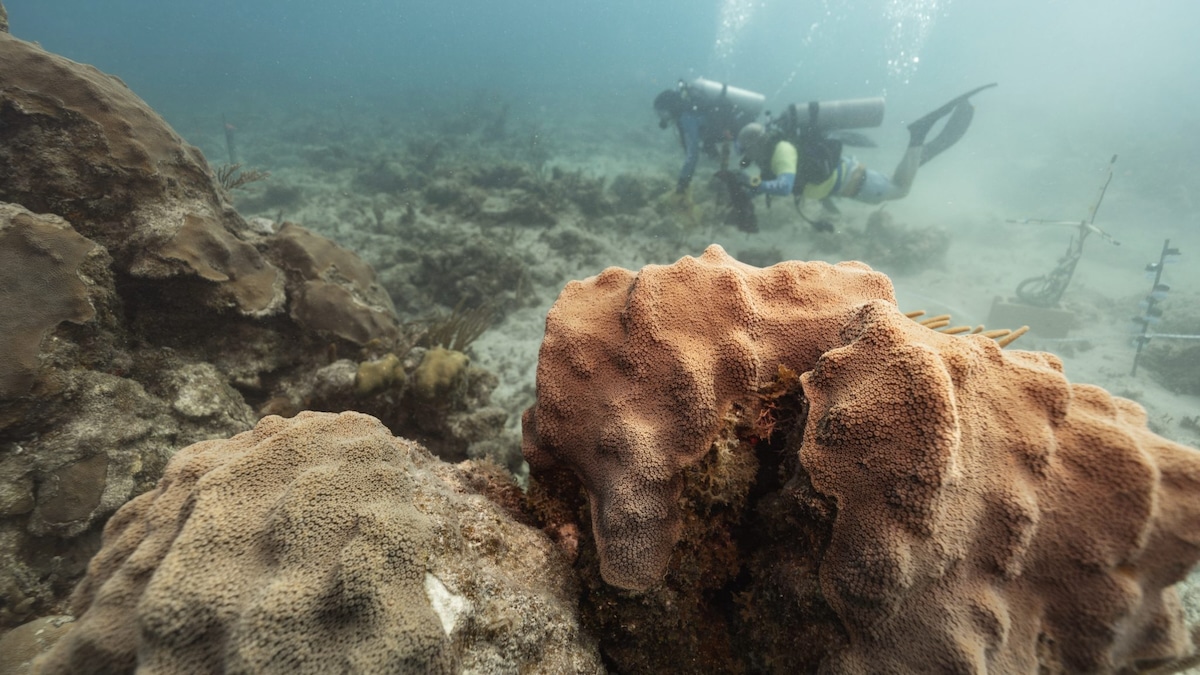 A reef that has been degraded – whether by coral bleaching, disease, or direct human impacts – can’t support the same diversity of species and has a much quieter, less rich soundscape