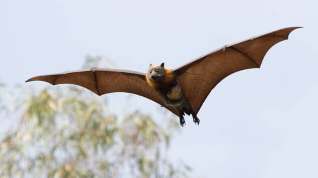 Despite Weather Extremes, Australia’s Grey-Headed Flying Fox ‘Is Doing OK’