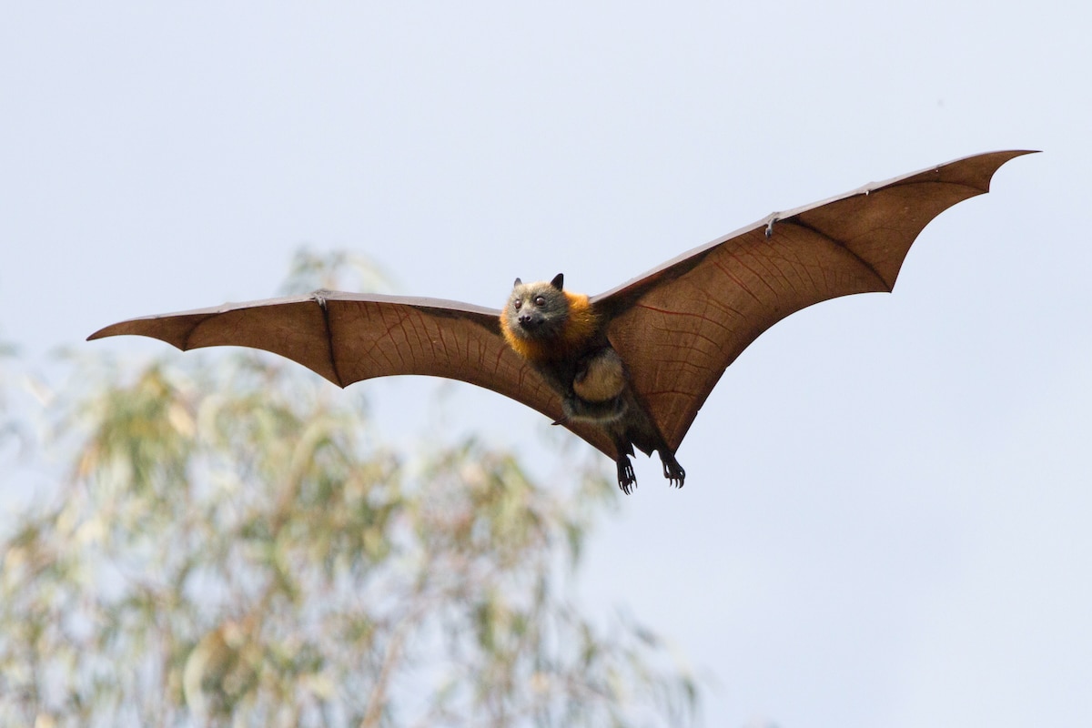 A grey-headed flying fox mother in mid air with a baby clinging to its chest in Melbourne, Australia