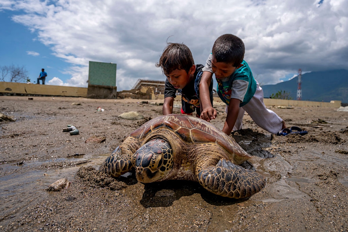Boys help a critically endangered hawksbill turtle return to the sea on the Kampung Lere Beach in Indonesia after the turtle became a fisherman's bycatch and was left stranded on the hot beach