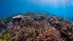 Coral Reef Restoration Can Help Provide ‘Full Recovery’ Within Four Years, Study Finds