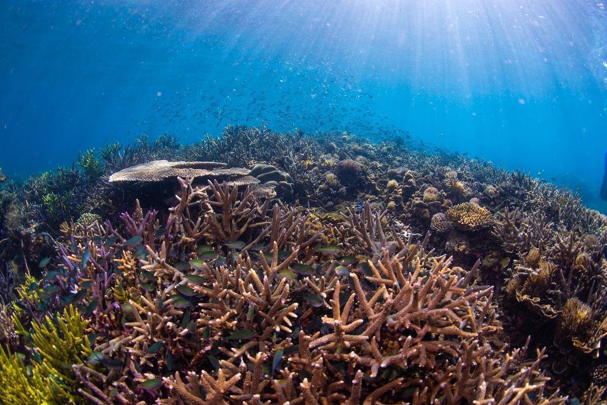 A largely restored coral reef in Indonesia three years after rebuilding efforts began