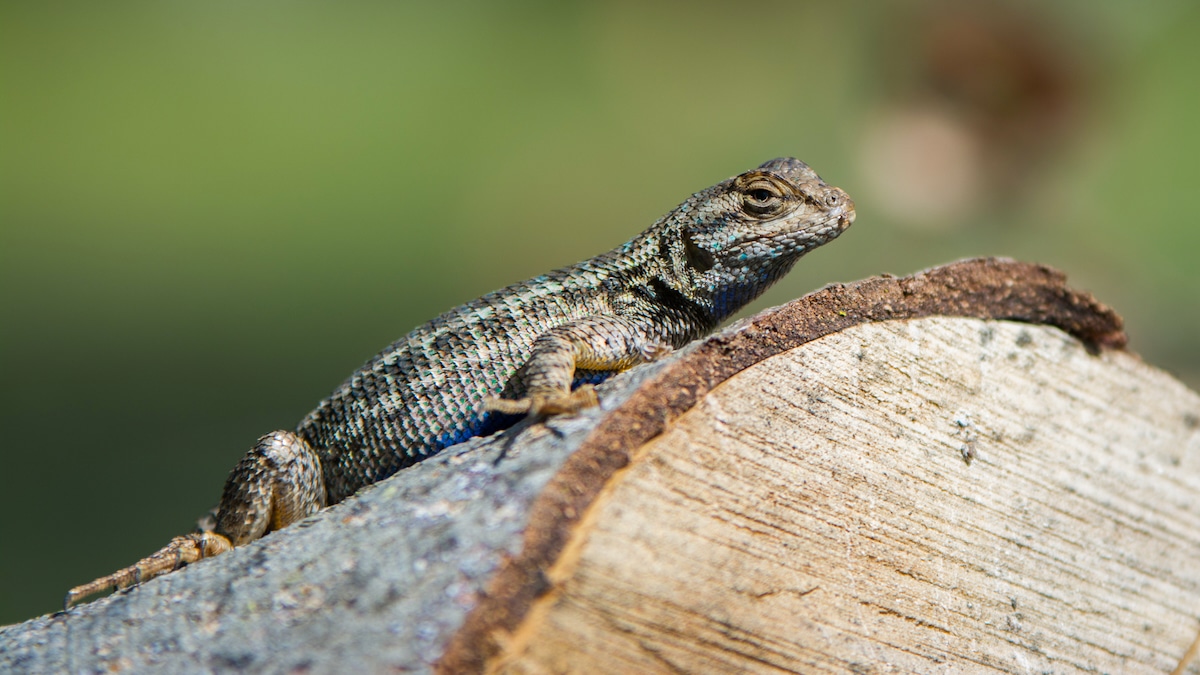 A blue belly lizard on a log in California