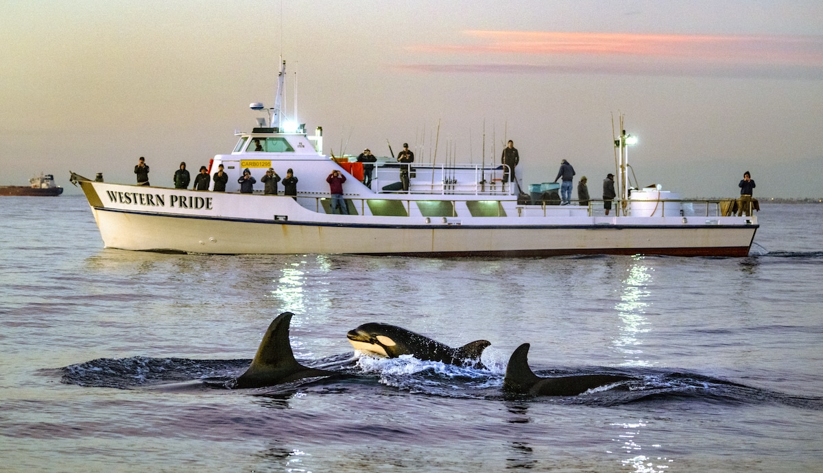 Orcas swim near whale watching boats off the coast of California at sunset