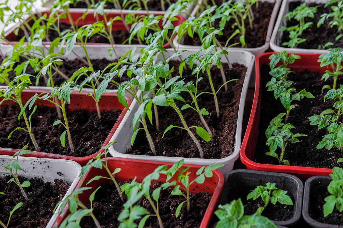 Tomato seedlings growing in small pots