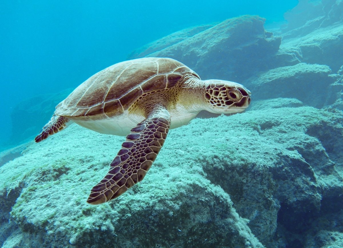 A loggerhead turtle in the Mediterranean Sea