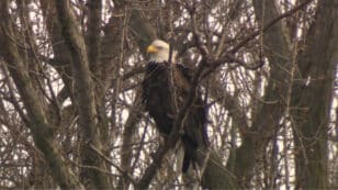 Bald Eagles Seen Nesting in Toronto for First Time in City’s History