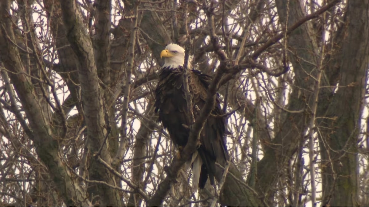 The Toronto and Region Conservation Authority posted this photo of a bald eagle in a tree along with its announcement of the eagle's nest. The nest's location is undisclosed to avoid the birds being disturbed