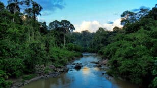 Rainforest Seedlings Grow Better in Natural Forests Than Restored Ones, Even After 30 Years, Study Finds