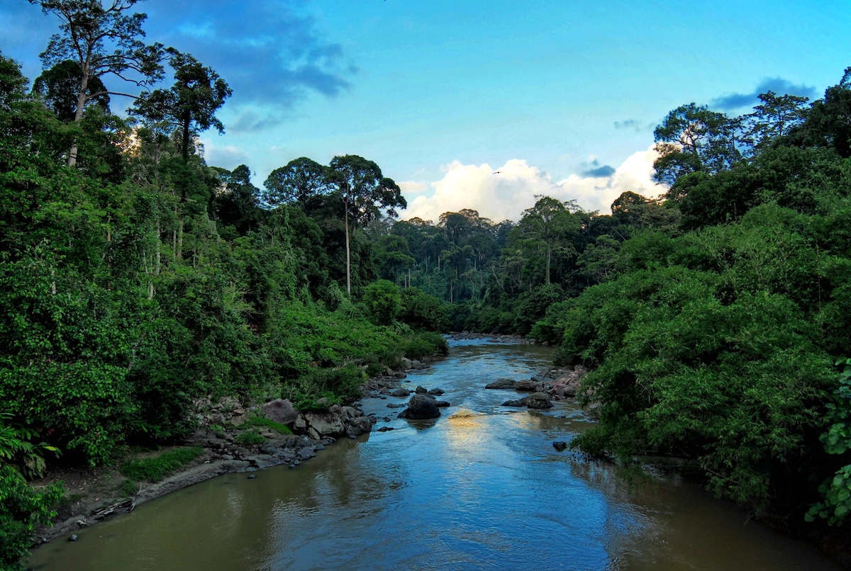 An unlogged tropical forest in Danum Valley, Malaysian Borneo