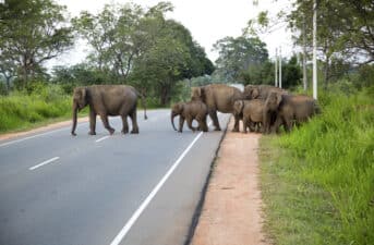First-of-Its-Kind Handbook Helps Protect Endangered Asian Elephants From Roads and Railways
