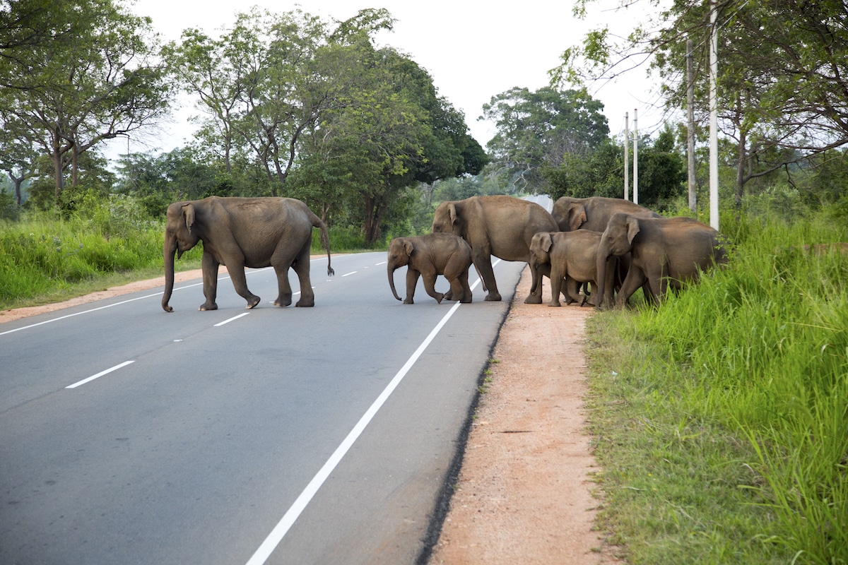 Wild Asian elephants crossing a main road near Habarana, Anuradhapura District, Sri Lanka