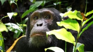 Africa’s Great Apes Are Already Feeling the Effects of Climate Change, First-of-Its-Kind Study Finds