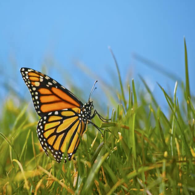 Letting Your Grass Grow Wild Boosts Butterfly Numbers, UK Study Says