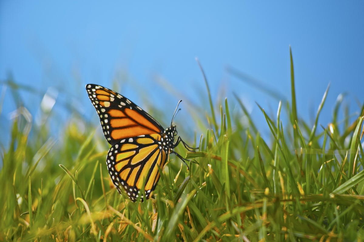 A butterfly on long blades of grass with a blue sky background