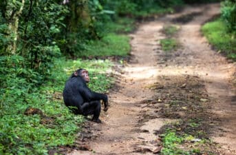 Africa’s ‘Mining Boom’ Threatens More Than a Third of Its Great Apes