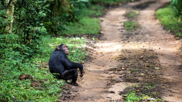 Africa’s ‘Mining Boom’ Threatens More Than a Third of Its Great Apes