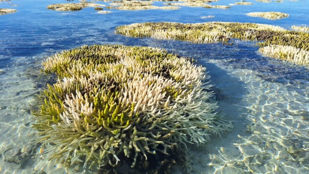 NOAA Confirms 4th Global Coral Bleaching Event as Climate Crisis Puts Reefs ‘Under Serious Pressure’