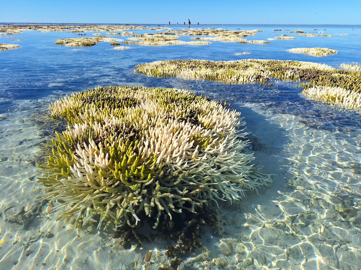 photo of NOAA Confirms 4th Global Coral Bleaching Event as Climate Crisis Puts Reefs ‘Under Serious Pressure’ image