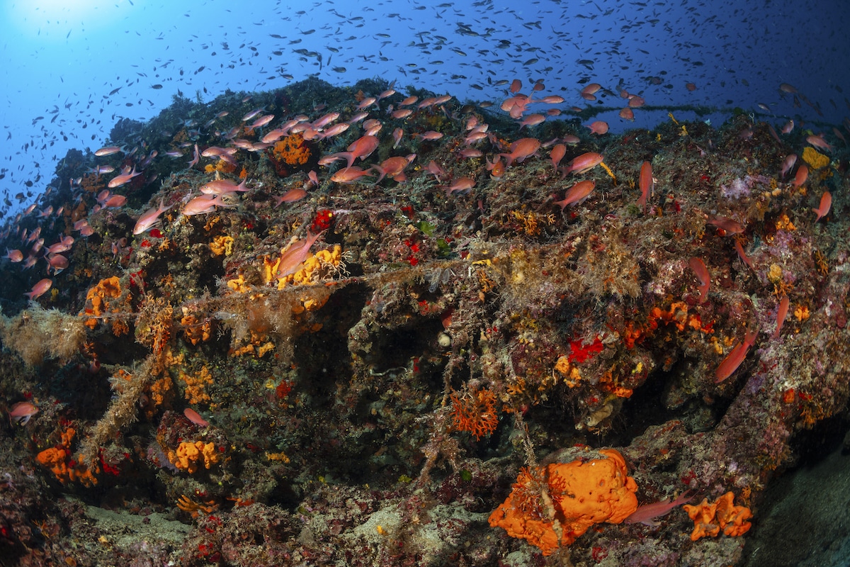 A biodiverse coral reef in Greece's Ionian Sea
