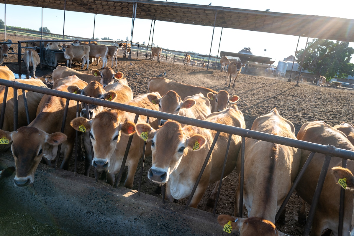 Dairy cows gather at a farm during a severe drought in Visalia, California