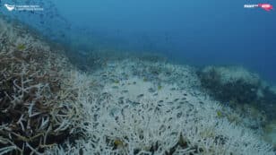 Great Barrier Reef Suffering Record Coral Bleaching With Damage 59 Feet Below the Surface
