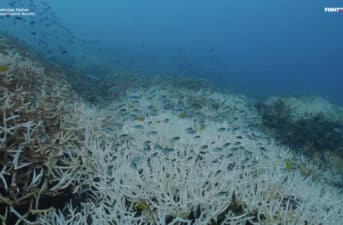 Great Barrier Reef Suffering Record Coral Bleaching With Damage 59 Feet Below the Surface