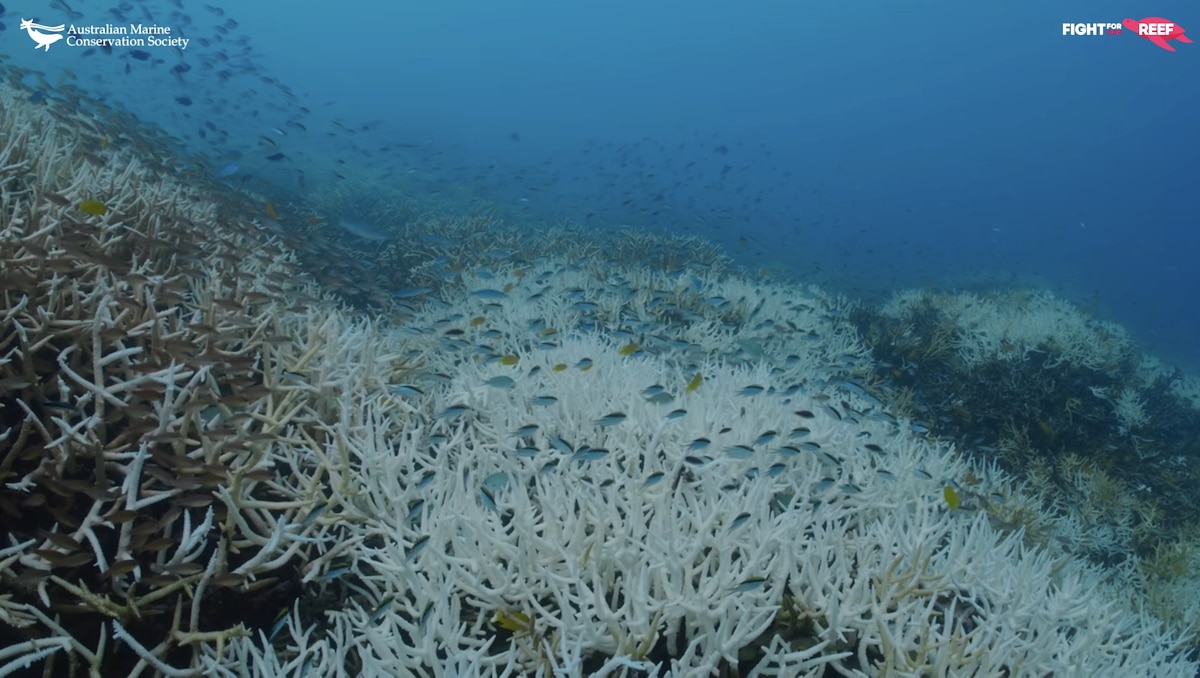 La Gran Barrera de Coral sufre un blanqueamiento récord de corales con daños a 59 pies debajo de la superficie