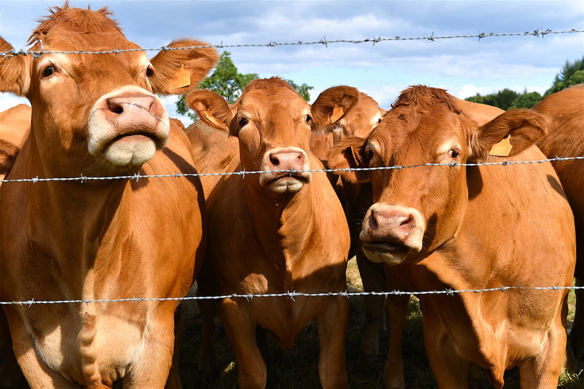 A herd of cows raised for beef in the Limousin region of Central France