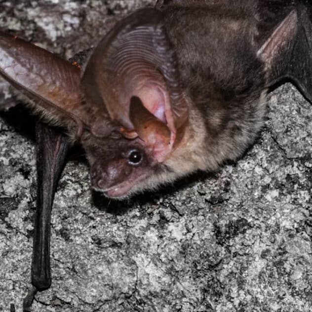 Despite Their ‘Bad Rap,’ Bats Can Help Farmers